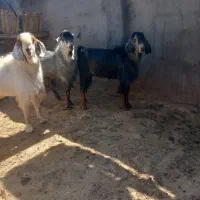 ۵راس چبش ونربز شیر دار درشت و سنگین وزن چاق