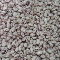 لوبیا چیتی درجه یک مال امسال