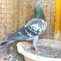 نر عربستان