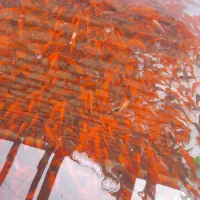 ماهی گلی|ماهی|نی‌ریز, |دیوار