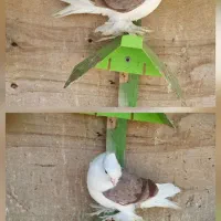 نردوکت ملایری مست
