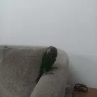 طوطی گریچیک سالم و دستی و خوش رنگ|پرنده|نیشابور, بنیاد شهید|دیوار