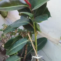 گل خوشکل