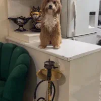 گمشده