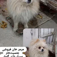 سگ پامرانین|سگ|نیشابور, خط کاشمر|دیوار