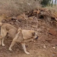 سگ سرابی واگذار می شود