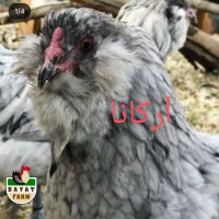 تخم گلین ، آرکانا نطفه دار|حیوانات مزرعه|سبزوار, ایزی شهر|دیوار