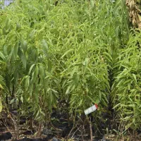 فروش عمده و خرده نهال بادام با ارسال سراسر کشور|خدمات باغبانی و درختکاری|حسین آباد, |دیوار