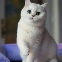 گربه بریتیش سیلور خالص (پت شاپ نیستم)|گربه|تهران, پونک|دیوار