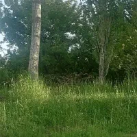 درخت قلمه تبریزی|گل و گیاه طبیعی|صومای برادوست, |دیوار