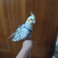 عروس هلندی|پرنده|اصفهان, جاوان|دیوار