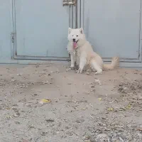 سگ ساموئید سامویید ماده اصیل