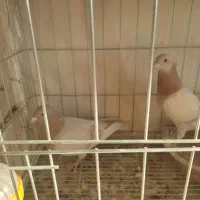 نروماده جفتی