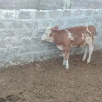 فروش گوساله