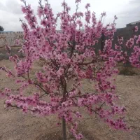 باغ‌۸۰۰متری‌داخل‌مجتمع‌آب‌مدار‌.نخل