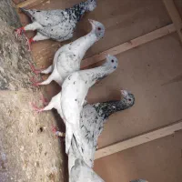 کبوتر طوقی و سار  موقعیت بجنورد|پرنده|بجنورد, |دیوار