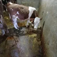 گاو|حیوانات مزرعه|بروجرد, |دیوار