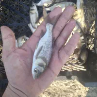 بچه ماهی گرم ابی|ماهی|سورک, |دیوار