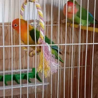 جفت کوتوله فروشی