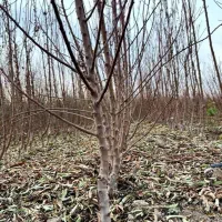 نهالستان حسینی|خدمات باغبانی و درختکاری|یاسوج, |دیوار