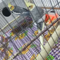 فروش جفت عروس هلندی