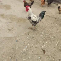خروس لاری و محلی