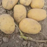 سیب‌زمینی آگریای اردبیل