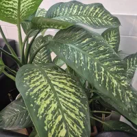 دیفن باخیا سرحال