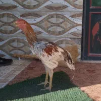 خروس لاری|حیوانات مزرعه|انبارآلوم, |دیوار