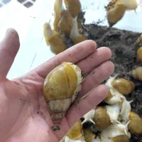 حلزون|خزنده|نیشابور, شهرک قدس|دیوار