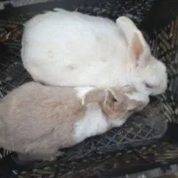 11عدد خرگوش سفید وقهویی وقرمز سفید قیمت120