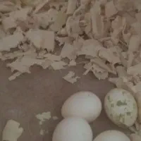 عروس هلندی مولد رو تخم