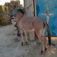 یک راس قاطرماچه جوان سرحال سواری وباری  بسیار اصیل|حیوانات مزرعه|شیراز, شریف‌آباد|دیوار