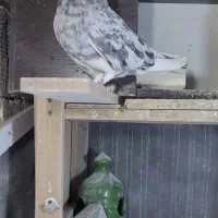 کفتر پرشی هما سرور و سرخ و سبز همه بشرط