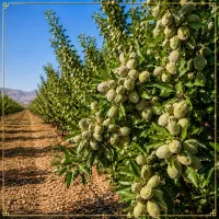 فروش باغ خاص و مدرن