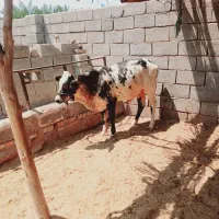 گوساله فروشی