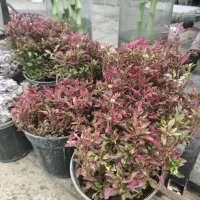 گل و گیاه آپارتمانی رویال