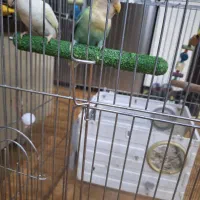 طوطی برزیلی مولد|پرنده|تهران, تهرانپارس جنوبی|دیوار