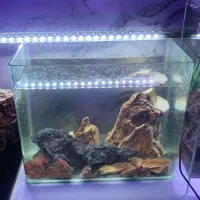 آکواریوم با تمامی تجهیزات|ماهی|لنگرود, |دیوار