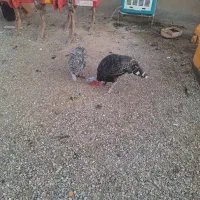 جفت بوقلمون