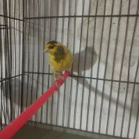 قناری نر مست خون