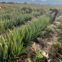 فروش آلوئه ورا|گل و گیاه طبیعی|لامرد, |دیوار