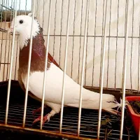 کبوتر طوقی سور  نر خال مشکی سوراخ