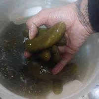 خیارشور