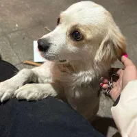 سگ اشپیتز تربیت شده