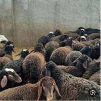 بره بره گوسفند مناسب عید شبانه روزی|عمده‌فروشی|شاهین‌شهر, فردوسی|دیوار