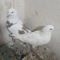 کبوتر شمرونی، ماهرو کاکلی|پرنده|کرج, حصارک بالا|دیوار