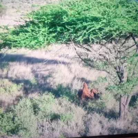 ال  ای دی 50 اسنوا|تلویزیون و پروژکتور|مریوان, |دیوار