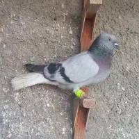 سبز دم سفید نر و سینه سرور ماده