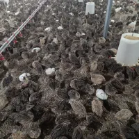 بلدرچین تخم گذار و گوشتی|حیوانات مزرعه|زرگرشهر, |دیوار